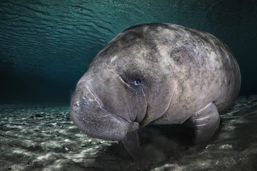 Manatee; Remuna Beca