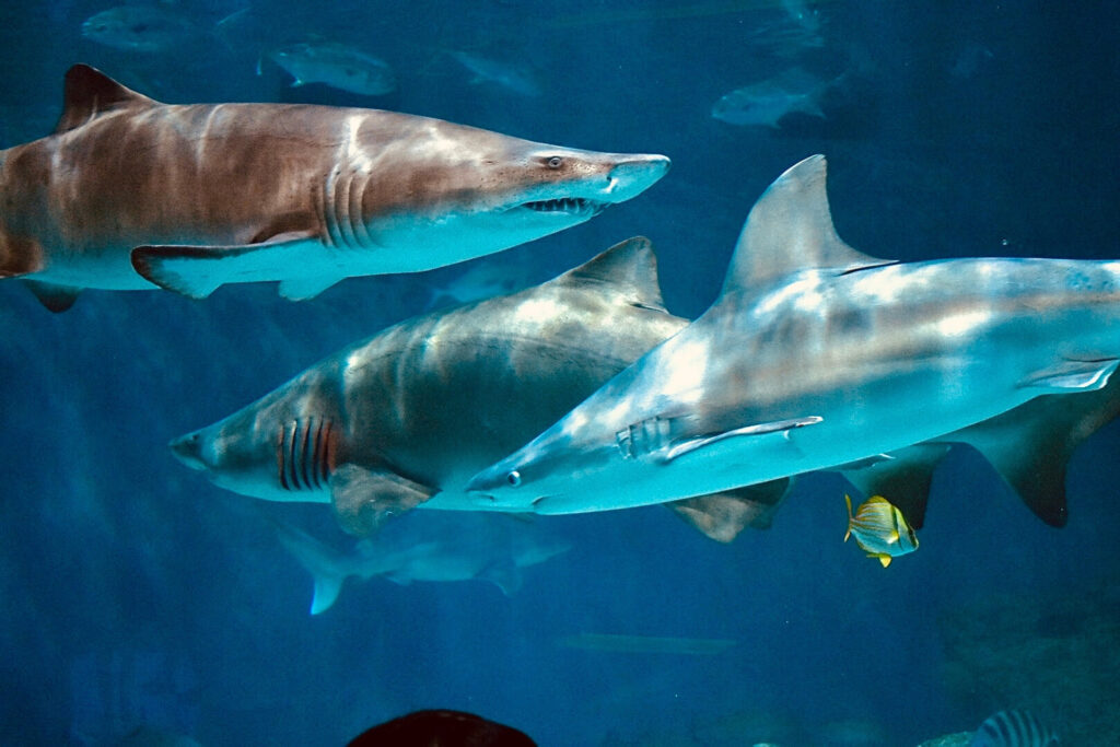 2 different species of sharks and a small array of reef fish.