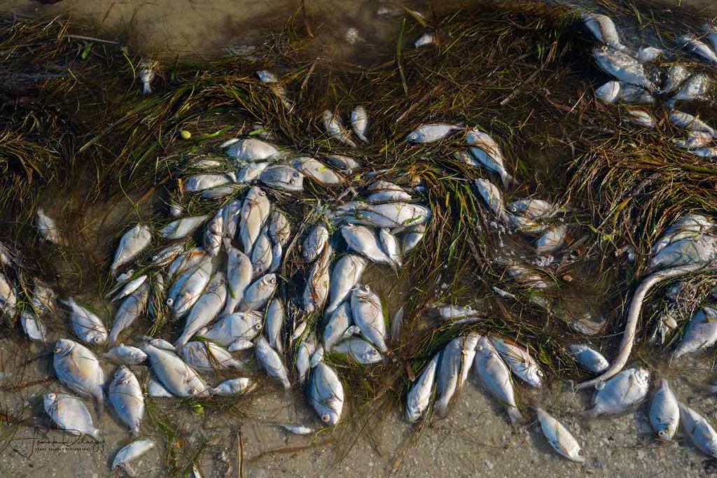Dead fish on the shore after a red tide event in Florida