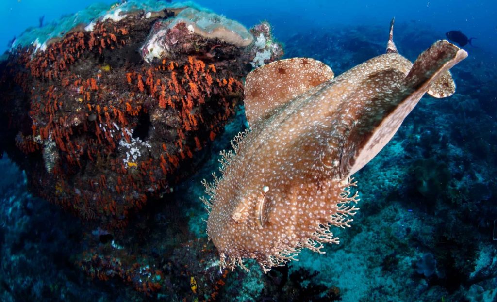 Wobbegong