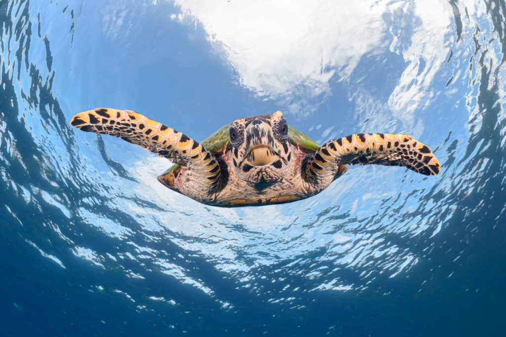 A hawksbill turtle takes a nose dive back into the depths after catching a breath of fresh air.