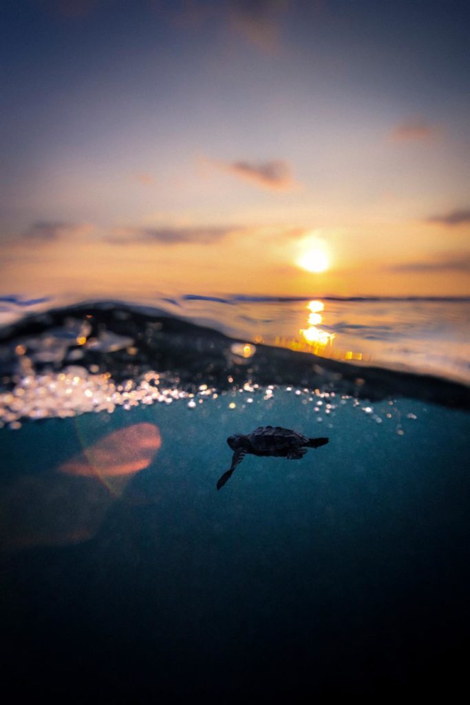 Sea turtle. ©Sina Ritter