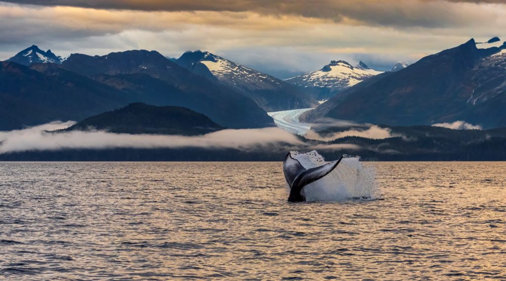 On the last whale watching trip of the summer with Jayleen's Alaska, as the sun was setting on a perfect September day in Alaska, she positioned the boat perfectly in front of Eagle Glacier to capture this humpback whale who was playfully tail and fin slapping.