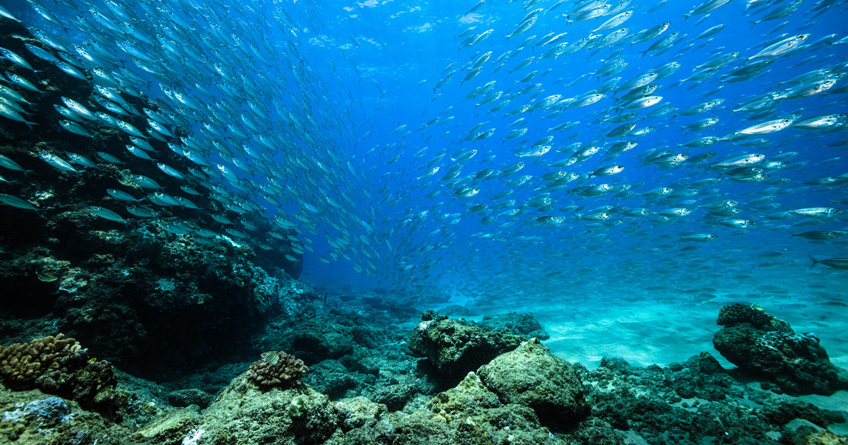 School of akule in Hawai'i ocean waters