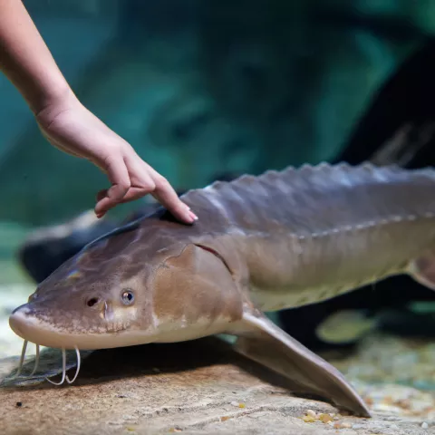 Fish on display at the Tennessee Aquarium in Chattanooga, TN