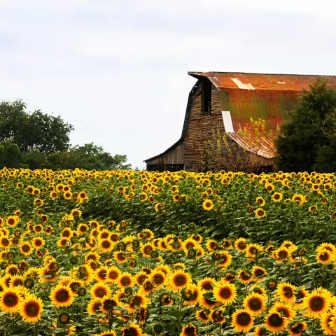 Farms &amp; Orchards