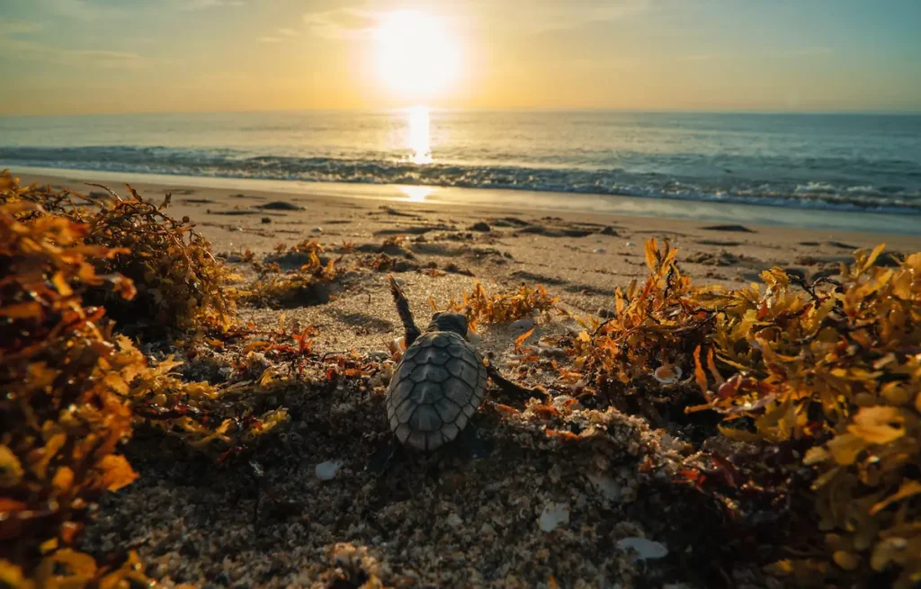 A baby sea turtle makes its way to the ocean