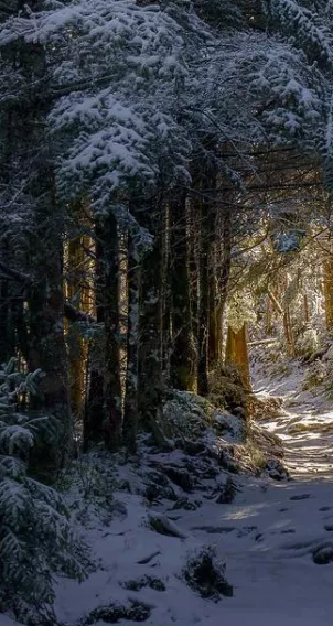 Winter scene at Mt LeConte at Great Smoky Mountains National Park in Tennessee