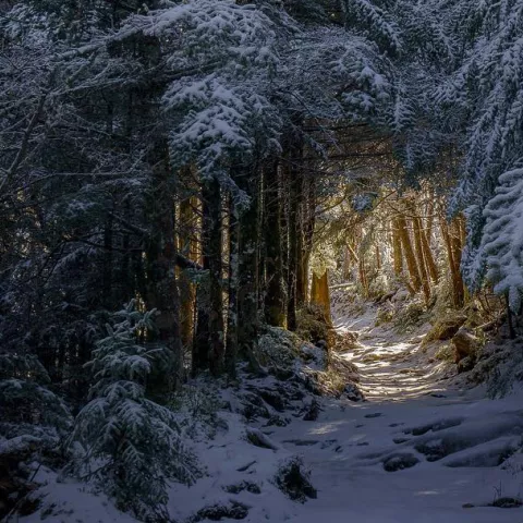 Winter scene at Mt LeConte at Great Smoky Mountains National Park in Tennessee