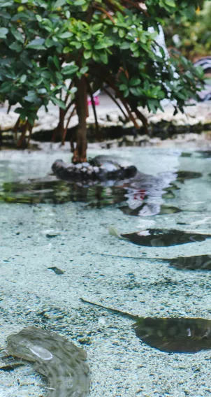 Nature at the Tennessee Aquarium