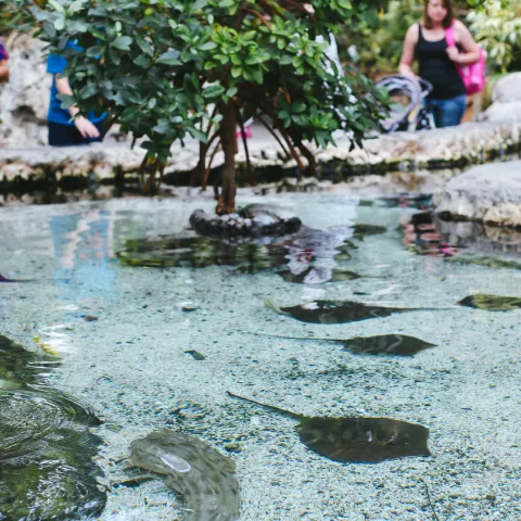 Nature at the Tennessee Aquarium