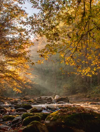 Fall foliage image