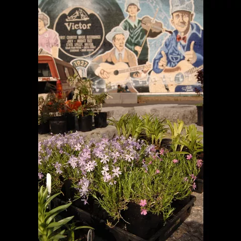 Downtown Center, Country Music Mural  & Farmers Market