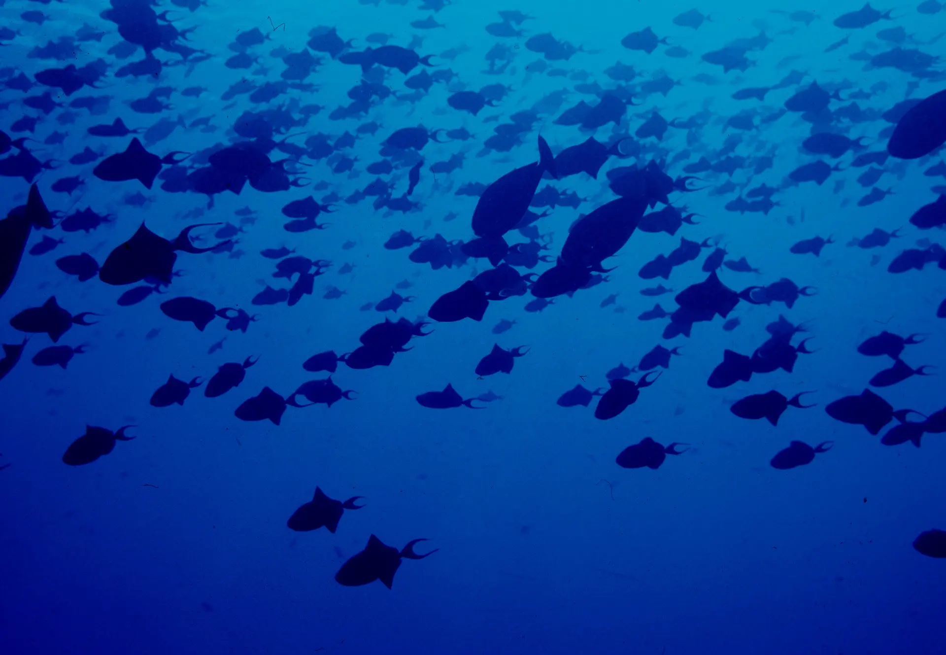 Fish silhouettes swimming Climate data