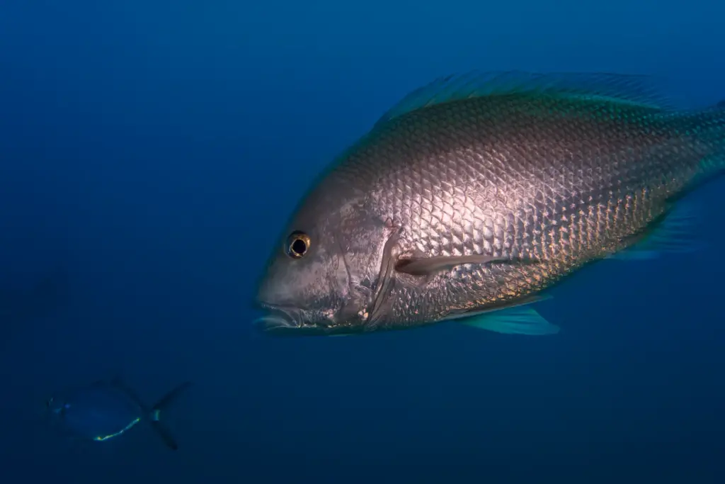Red Snapper in the ocean