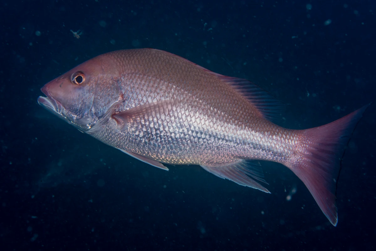 Red Snapper in the ocean