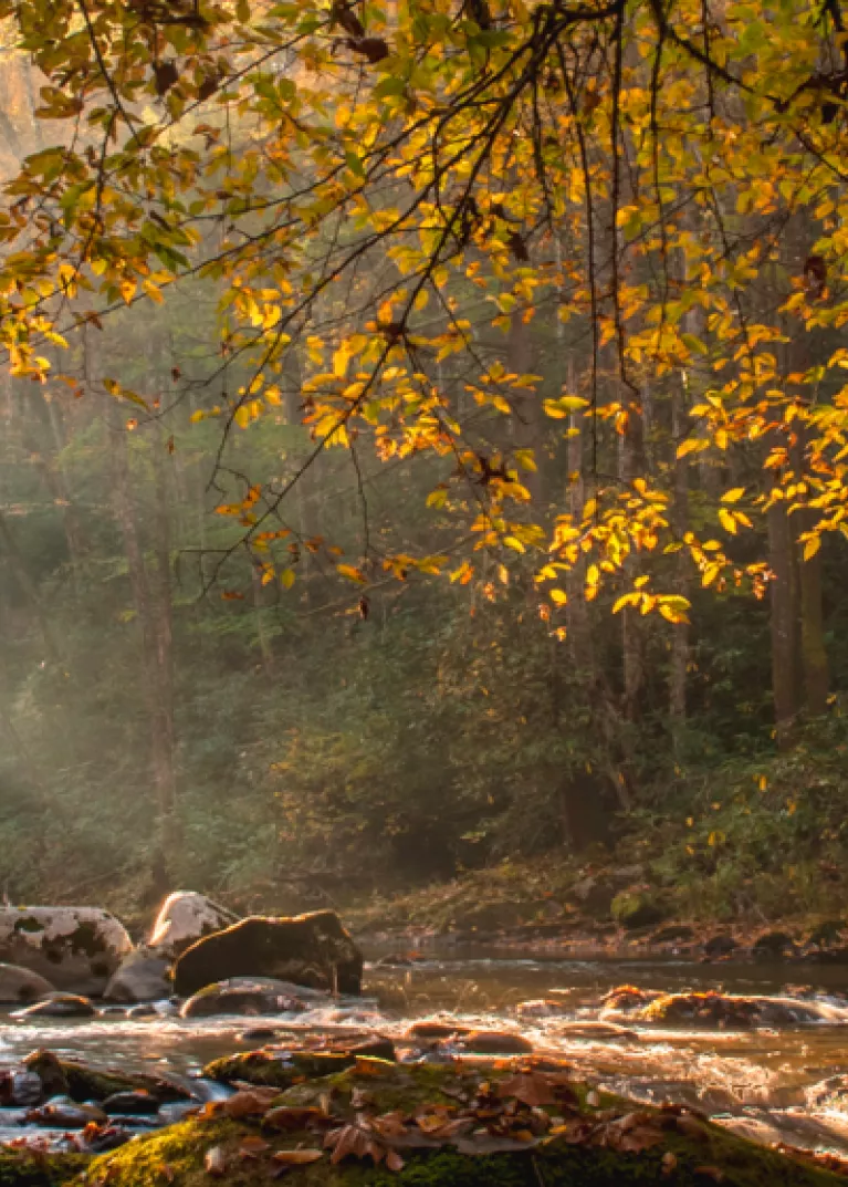 Fall foliage image