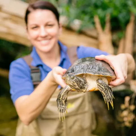 Aquarium expert holding a freshwater turtle